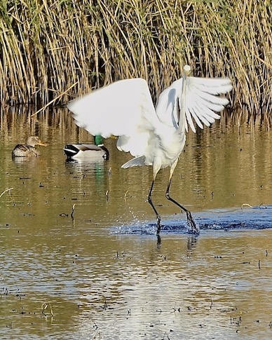 great white egret